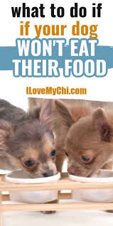 There Are Different Reasons Why Your Dog Won T Eat This Post Will Share What You Can Do To Get Them Eating Again In 2020 Dog Refuses To Eat Dog Remedies Your