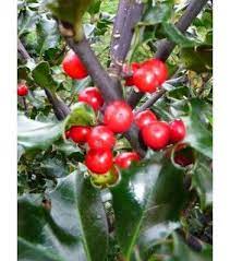 pin op groot planten assortiment