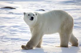 Image result for pictures of polar bears