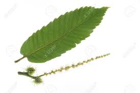 Yellow chestnut tree leaves background, close up Inflorescence With Male And Female Flowers And A Single Leaf Stock Photo Picture And Royalty Free Image Image 14554411
