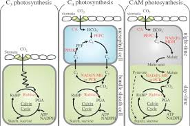In the calvin cycle, which takes place in the stroma, the chemical energy the two reactions use carrier molecules to transport the energy from one to the other. Light Independent Reactions An Overview Sciencedirect Topics