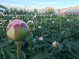 20 flowers for a cutting garden. How To Plant A Peony Cutting Garden