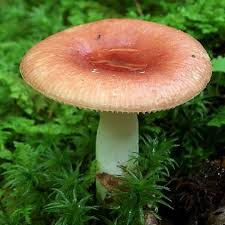 Image result for Lactarius mutabilis