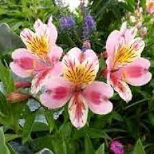 Icymi Alstroemeria Peruvian Lily Peruvian Lilies Alstroemeria Lily Plants