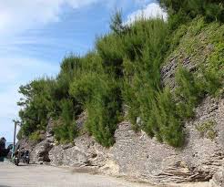 Image result for Casuarina