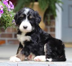 These bernedoodles are a mixture of beautiful blacks, tan and browns & whites as well! Bernedoodle Puppies Available Now Cobblestone Bernedoodles