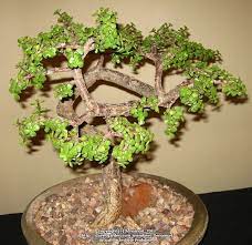 Npk root stimulant fertilizer for bonsai adenium hoya plant food. Good Candidate For Bonsai Elephant Bush Elephant Food Elephant Plant Miniature Jade Dwarf Jade Spekboom Small Lea Elephant Food Bonsai Plants Jade Bonsai
