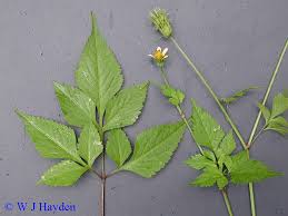 Image result for Bidens pilosa