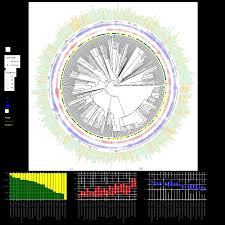 Image result for Landolphia bruneelii