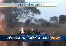 70 Elephants Destroy Crops In Paschim Medinipur Of West Bengal Youtube