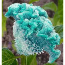 Buy Futaba Celosia Cristata Perennial Flower Seeds 100 Pcs Sea Blue Online Get 43 Off