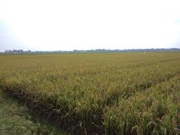Cikarang kota, cikarang, jawa barat. Dijual Tanah Di Daerah Bekasi Jl Raya Pulo Bambu Karang Bahagia Cikarang Bekasi Cari Rumah Dot Net