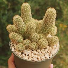 Image result for Habenaria magnirostris