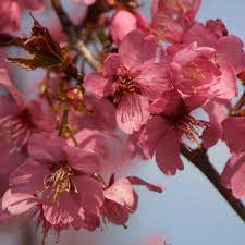 Zierkirsche Prunus Collingwood Ingram Rosa