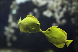 Awhhhhhhhh Kissing Fishiessssssssssss Hearts Wild Animals Photography Animals Tropical Fish