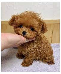 Check spelling or type a new query. Pin On Teacup Poodles