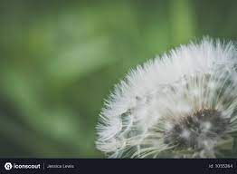 Free Close Up Photo Of White Dandelion Flower In Garden Photo Download In Png Jpg Format Dandelion Flower Garden Photos Close Up Photos
