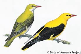 Nov 08, 2019 · 3. Eurasian Golden Oriole A Field Guide To Birds Of Armenia Acopian Center For The Environment