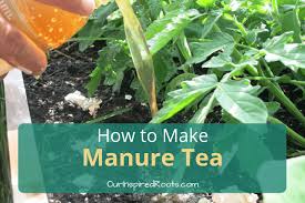 Maybe you would like to learn more about one of these? How To Make Organic Fertilizer Manure Tea Or Compost Tea Recipe