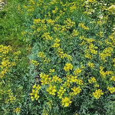 Image result for Ruta graveolens