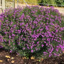 Image result for Vernonia sutherlandii