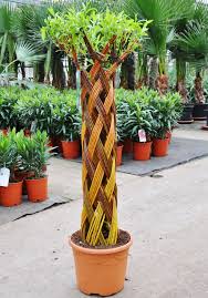 weide 5 fach geflochten zweifarbig saule i salix i in vielen kunstvollen formen und grossen bei uns erhaltlich i pflanzende exotische pflanzen palmen pflanzen