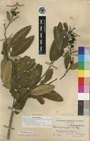 Image result for Ozoroa reticulata