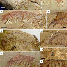 Anomalocaris (unlike other shrimp, or abnormal shrimp) is an extinct genus of radiodont (anomalocaridid), an order of animals thought to be closely related to ancestral arthropods. Anomalocaris Kunmingensis Sp Nov From The Guanshan Biota Yunnan Download Scientific Diagram