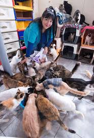 Check spelling or type a new query. Albergue Para Gatos Con Leucemia En Peru Mascotas Abc Color