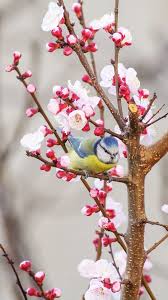 Spring Birds And Flowers Wallpaper Flower And Bird Wallpaper Bird Wallpaper Spring Wallpaper Bird