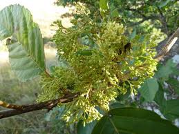 Image result for Maesa lanceolata