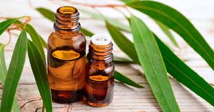Eucalyptus globulus essential oil delivers a stimulating aroma that transforms any space into a refreshing atmosphere. Eucalyptus Globulus Essential Oil Uses And Benefits Aromaweb