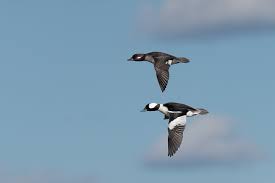 Image result for tbn:0PJB32OL7JwfOM::farm4.static.flickr.com/3324/3329876139_f2d551139f.jpg