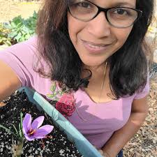 Saffron bulbs: fastest flowering, easy to grow