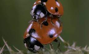 Billions Of Insects Are Having Accidental Gay Sex - Towleroad Gay News