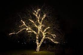 boomverlichting in je tuin of openbare ruimte zo doe je dat kerstverlichting buiten kerstverlichting tuin kerstverlichting