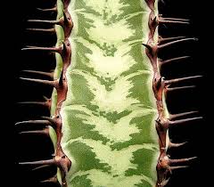 Image result for Euphorbia confinalis