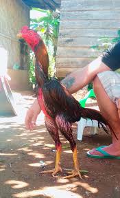 Check spelling or type a new query. Pasar Ayam Bangkok Flores Ntt Posts Facebook