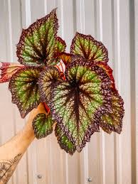 Image result for Begonia wollastonii