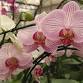 6/3/2026 Orchids