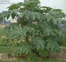 Image result for Ricinus communis