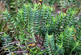 Image result for Crassula sarcocaulis