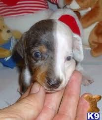 Black And White Dachshund For Sale Dalia Adorable Dapple White Mini Dachshund Girl Dachshund Puppies For Sale Dachshund Puppies For Sale Dachshund Puppies Dapple Dachshund