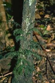 Image result for Abrodictyum rigidum