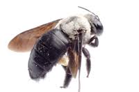 Diy carpenter bee control guide & products. Carpenter Bee Control