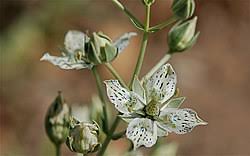 Image result for Swertia welwitschii