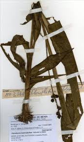 Image result for Chlorophytum blepharophyllum Schweinf. ex Baker