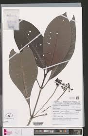 Image result for Psychotria peduncularis