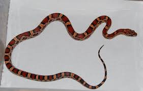 Black And White Corn Snake Beautiful Red Brown Orange And Black Baby Corn Snake Ofidios Serpientes Culebras