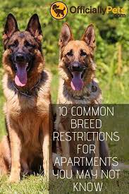 10 Common Breed Restrictions For Apartments That You Might Not Know Make Sure You Re Actually Allowed To Br Dog Breeds Aggressive Dog Breeds Best Dog Breeds